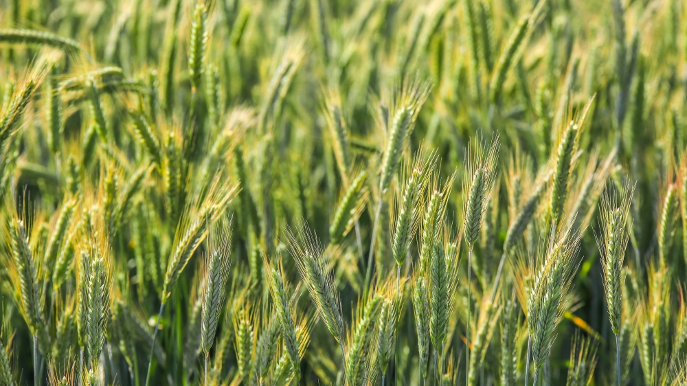 Kuvituskuva viljapellosta