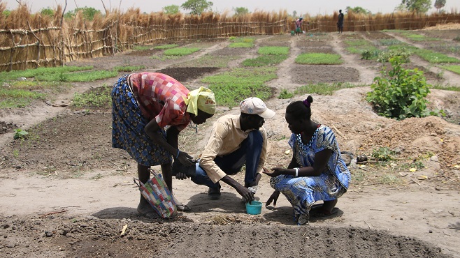 FAO:n viljelyneuvontaa Sudanissa.