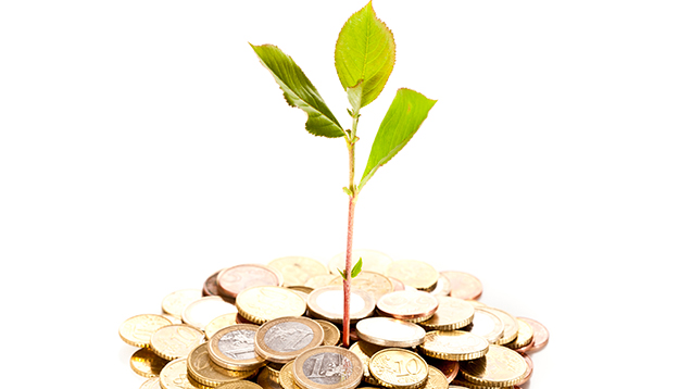 Kuvassa taimi kolikkokasassa