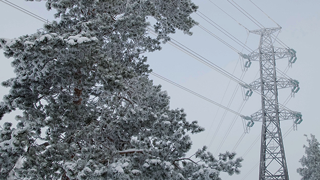In the photo: the snowy forest in winter time with electricity wires in the air with thick white icy cover.